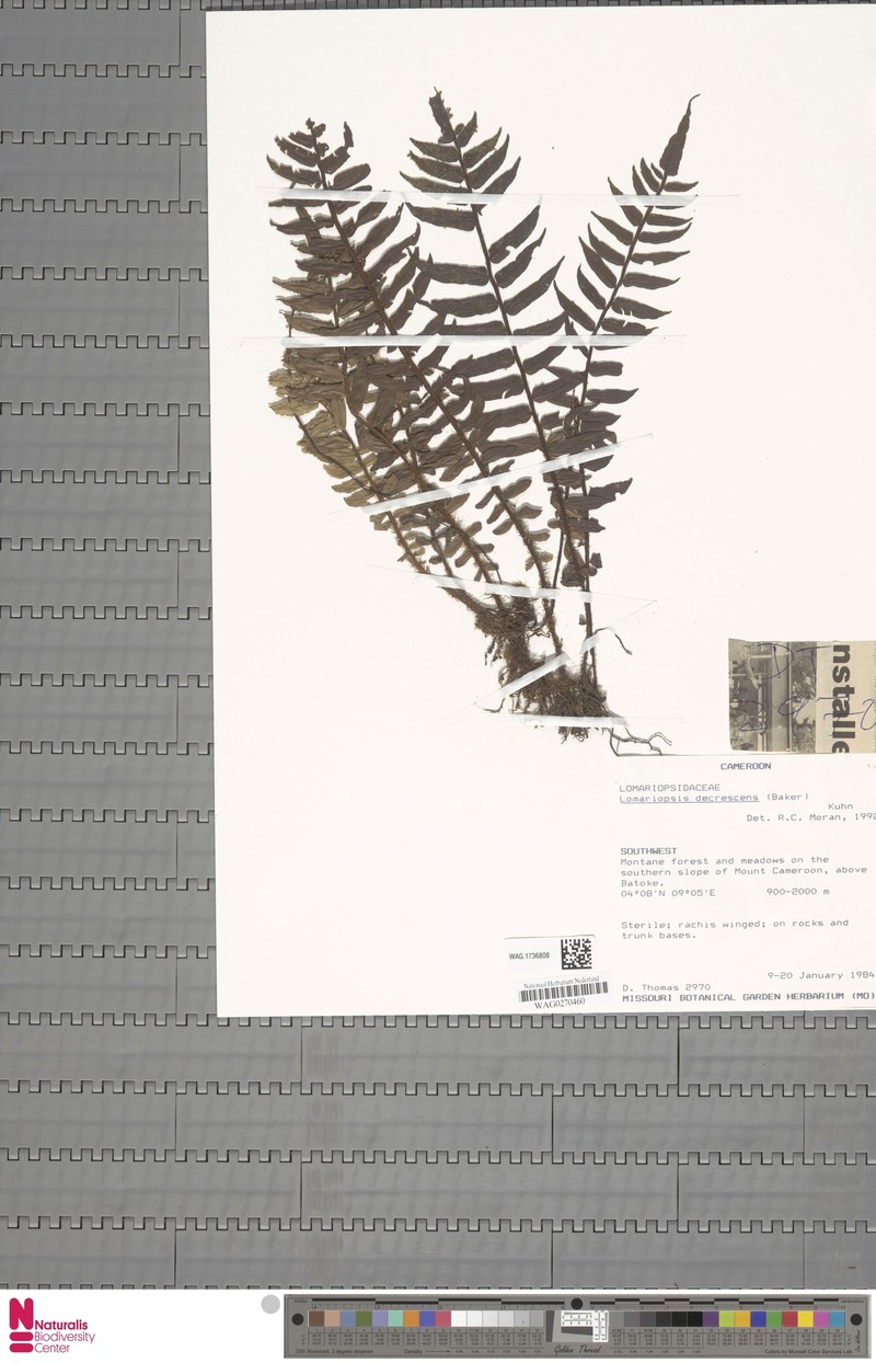 Lomariopsis decrescens photo 4