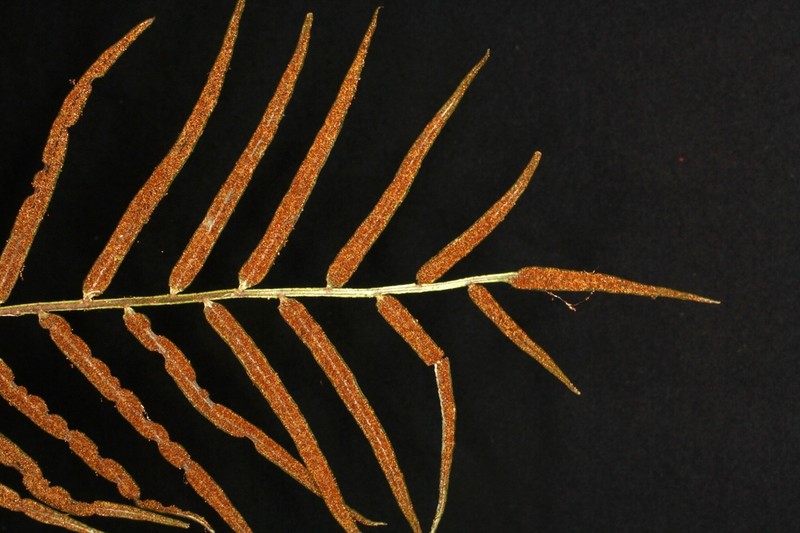 Lomariopsis fendleri
