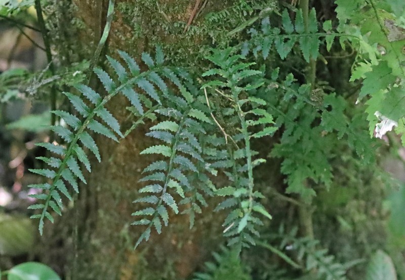 Lomariopsis fendleri photo 2