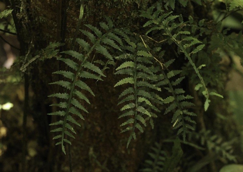 Lomariopsis fendleri photo 3