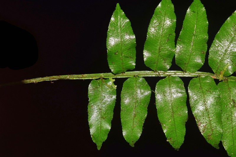 Lomariopsis fendleri photo 4