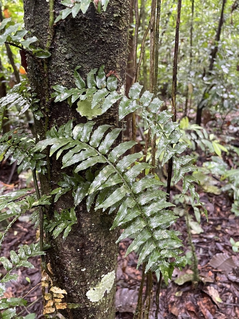 Lomariopsis fendleri photo 5