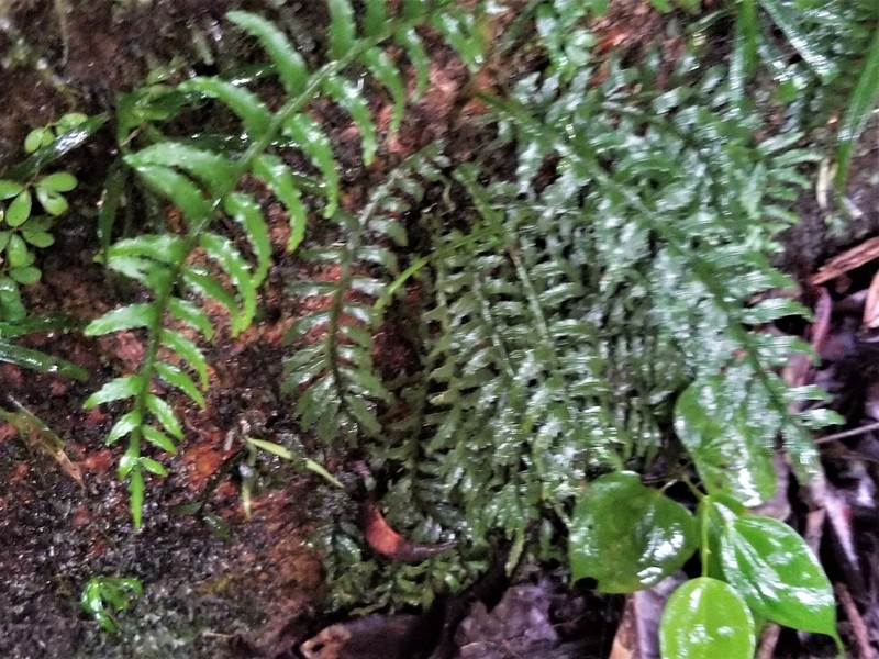 Lomariopsis fendleri photo 6