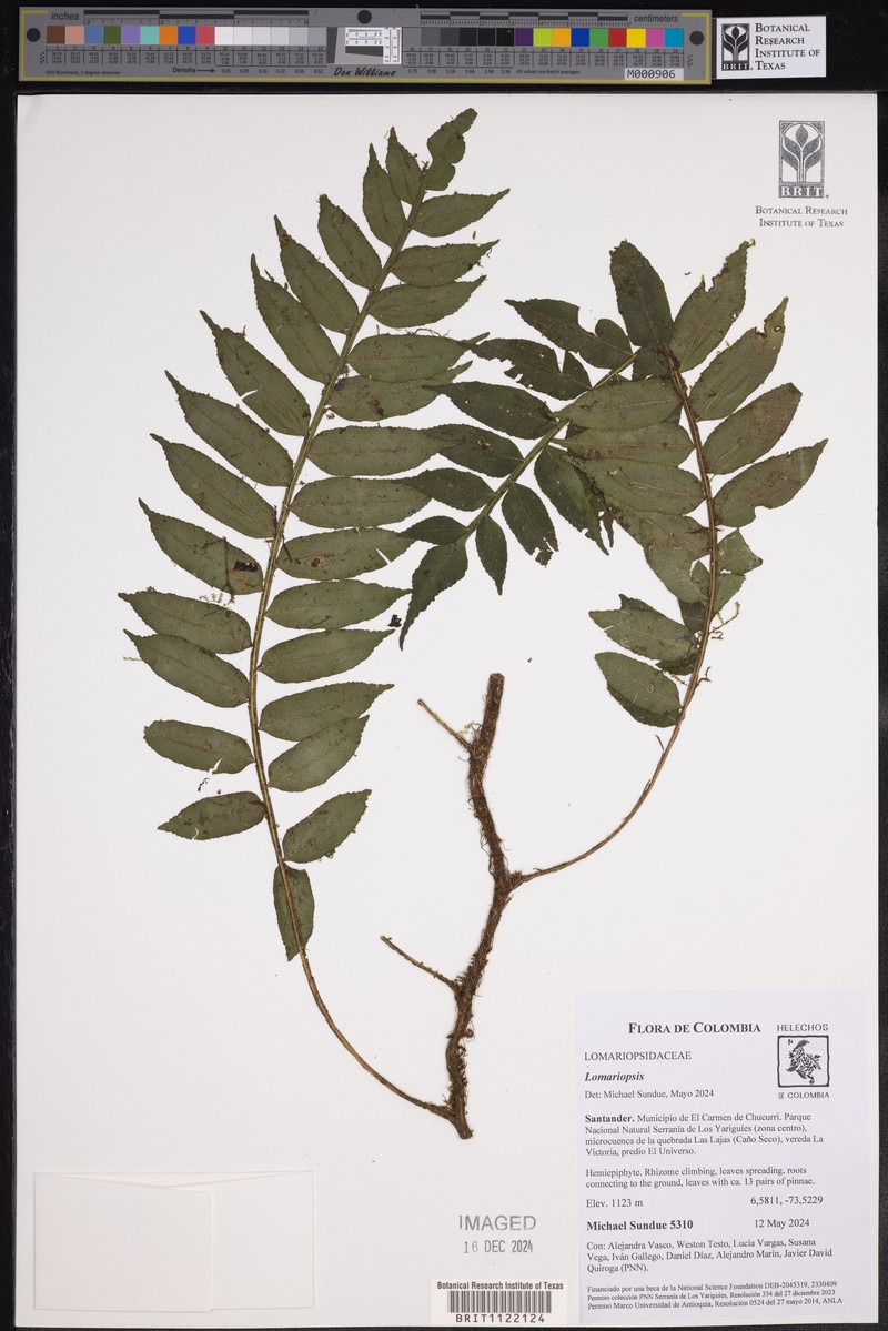 Lomariopsis fendleri photo 7