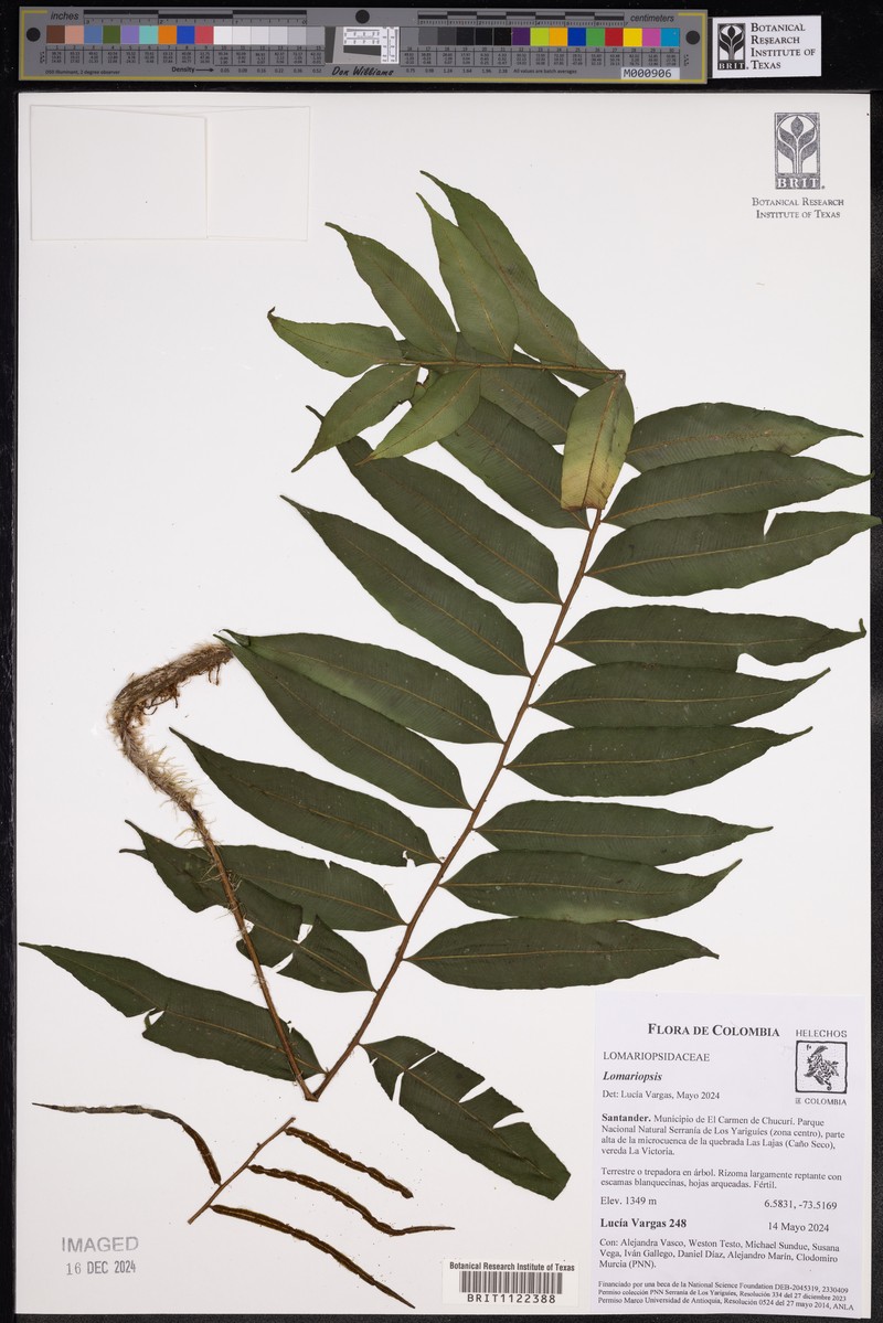 Lomariopsis fendleri photo 8