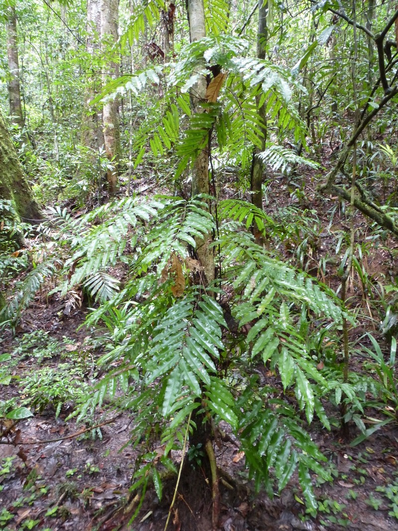 Lomariopsis guineensis