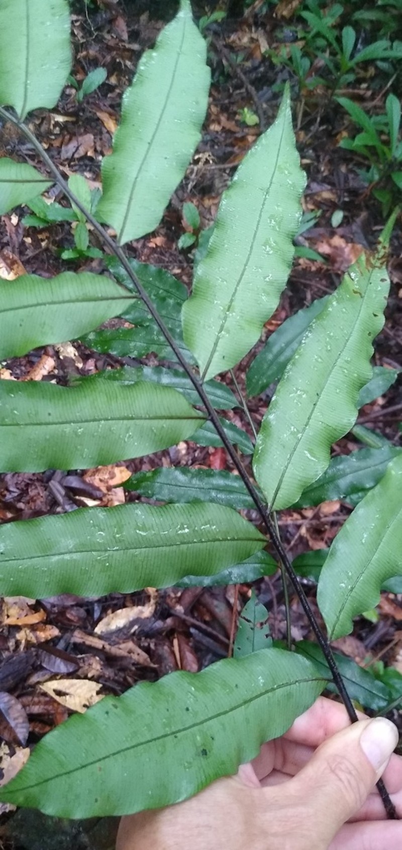 Lomariopsis guineensis photo 2