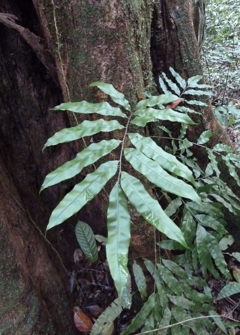 Lomariopsis guineensis photo 3
