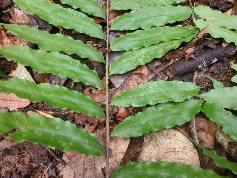 Lomariopsis guineensis photo 4
