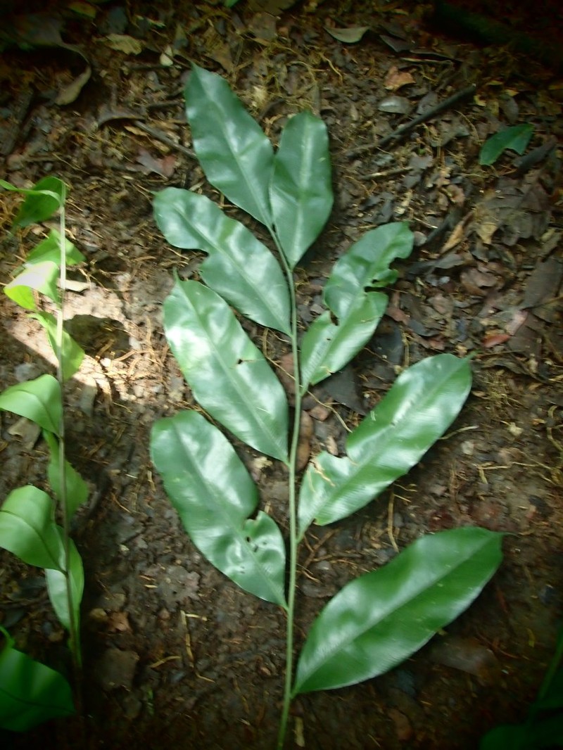 Lomariopsis guineensis photo 6
