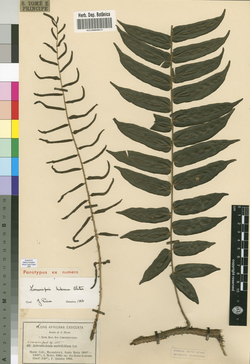 Lomariopsis hederacea