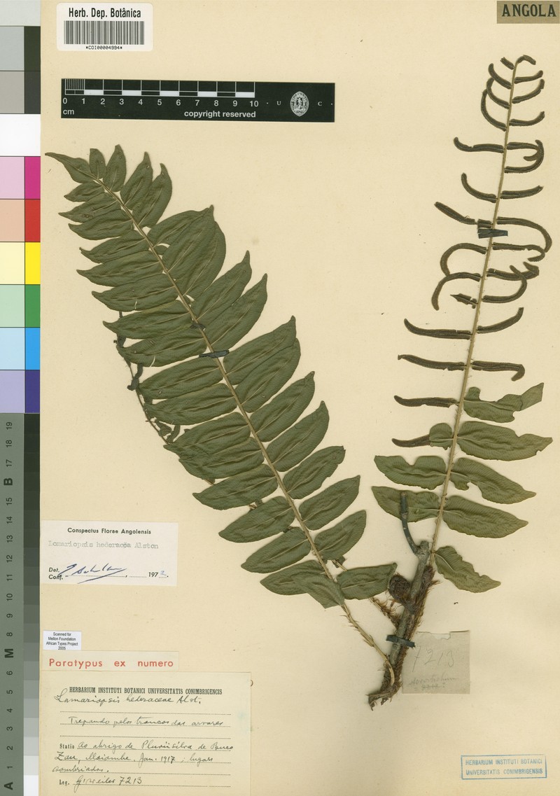 Lomariopsis hederacea photo 4