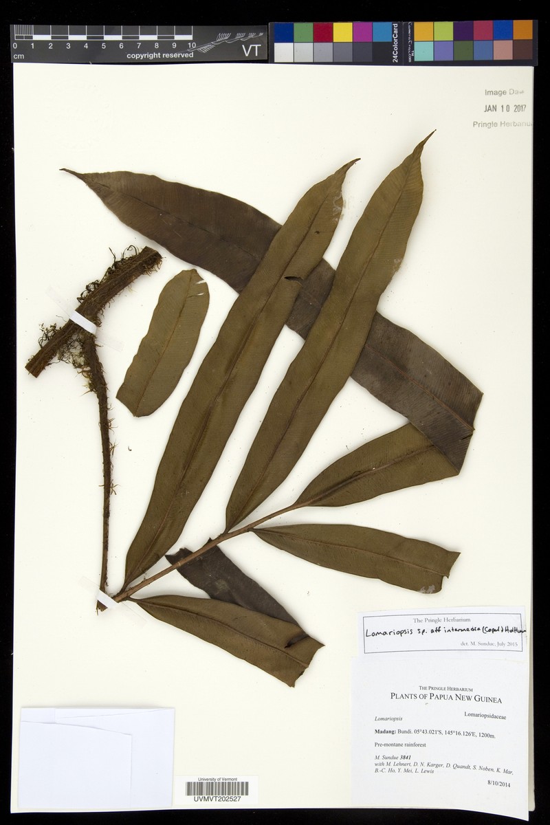Lomariopsis intermedia