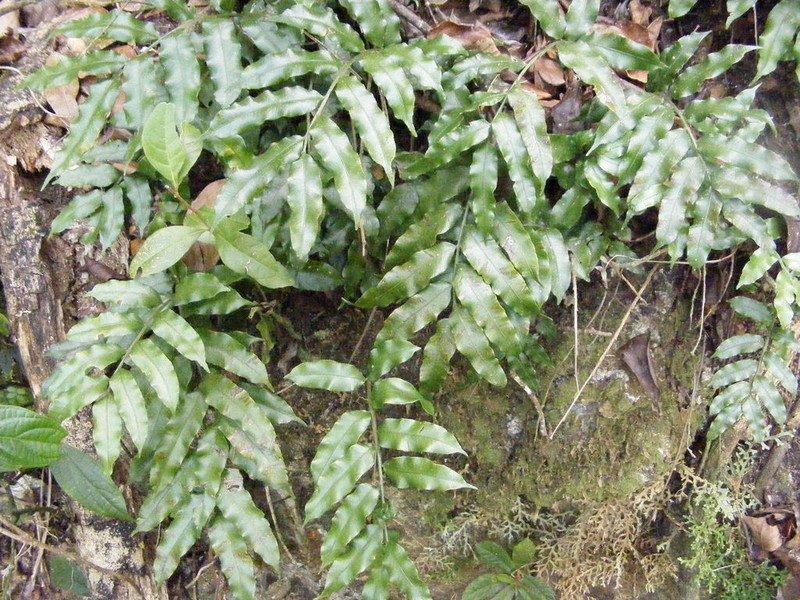 Lomariopsis jamaicensis