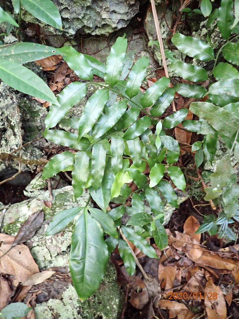 Lomariopsis jamaicensis photo 2