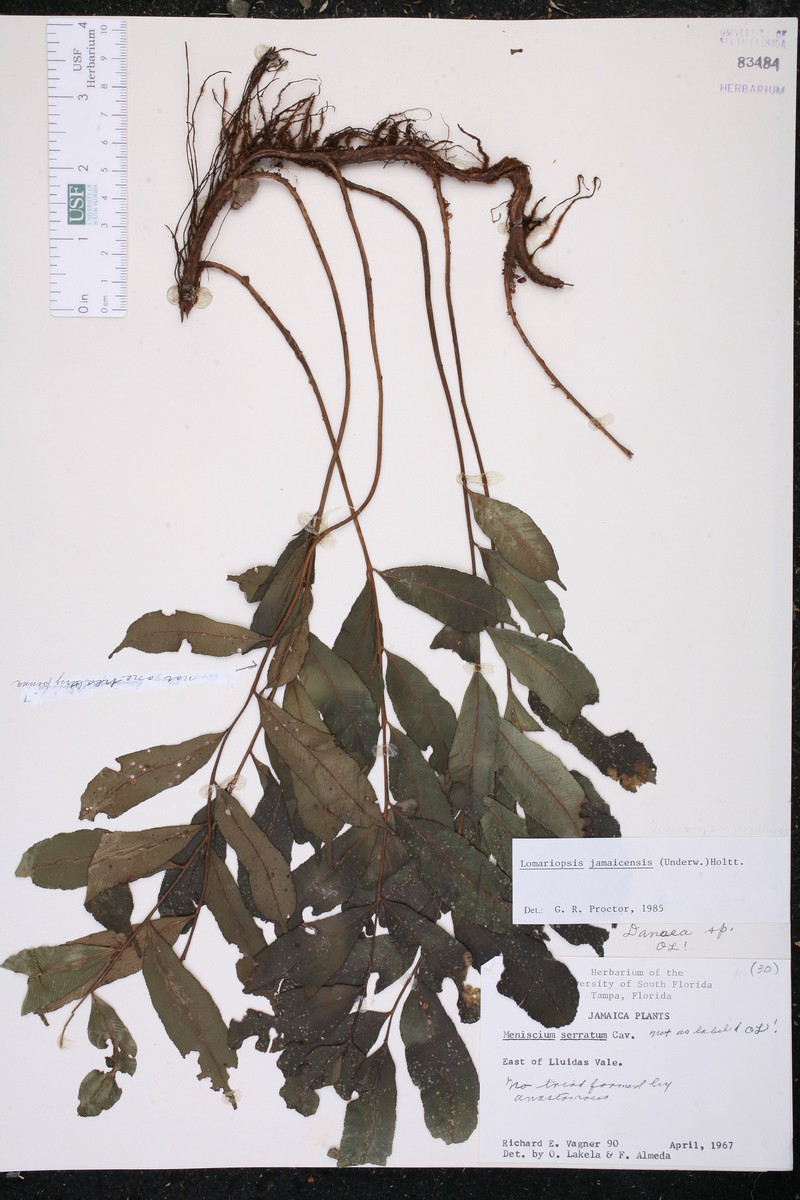 Lomariopsis jamaicensis photo 3