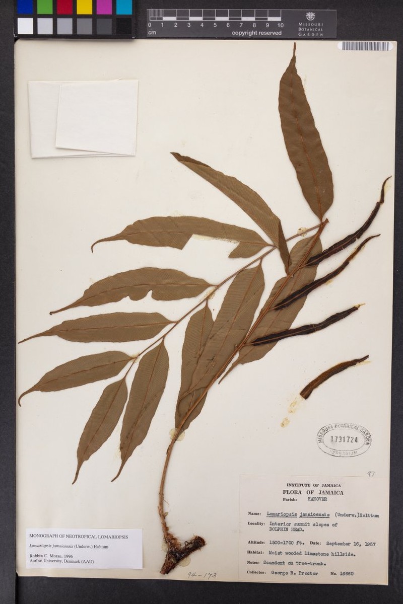 Lomariopsis jamaicensis photo 4
