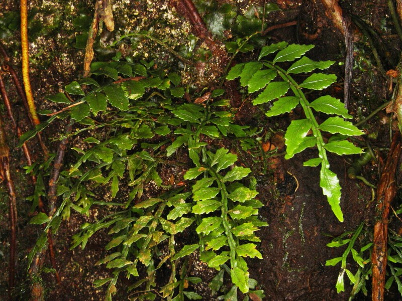 Lomariopsis japurensis