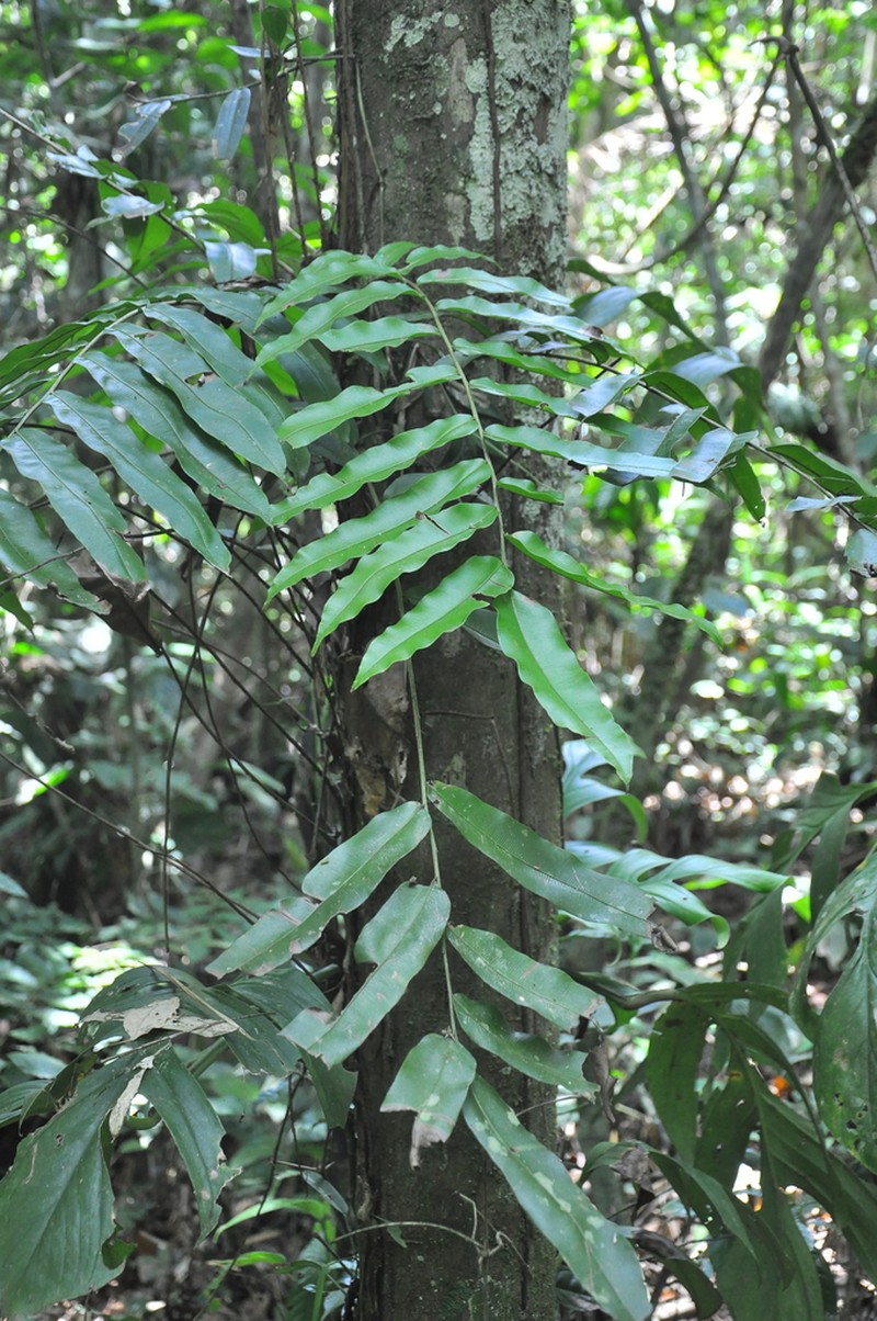 Lomariopsis japurensis photo 2