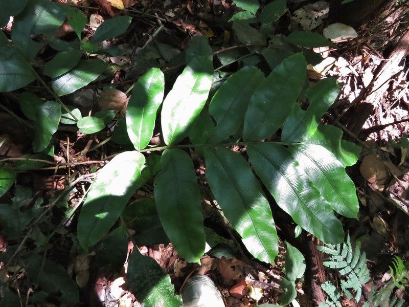 Lomariopsis japurensis photo 3