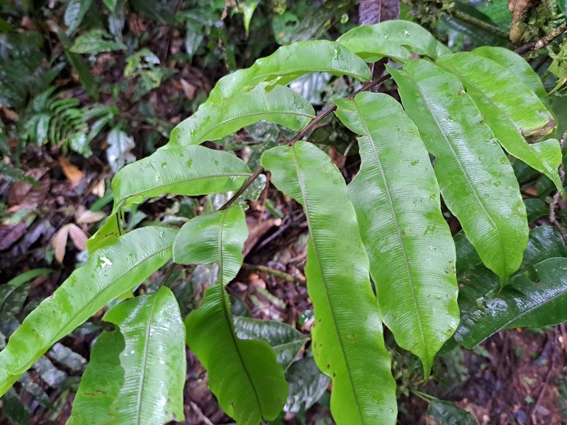 Lomariopsis japurensis photo 4