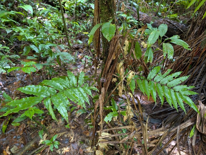 Lomariopsis japurensis photo 5