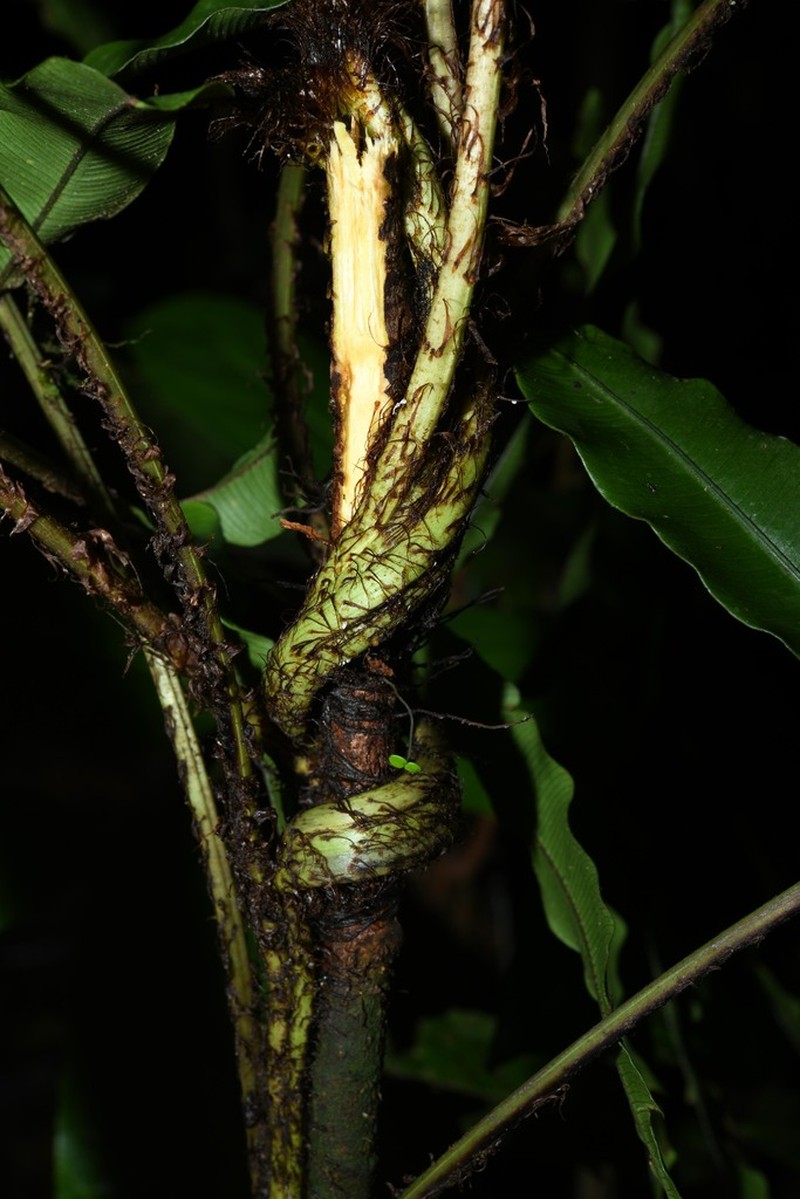 Lomariopsis japurensis photo 7