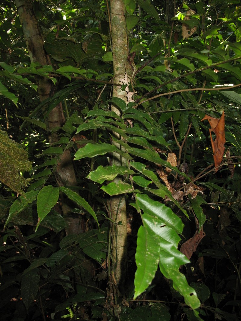 Lomariopsis japurensis photo 8