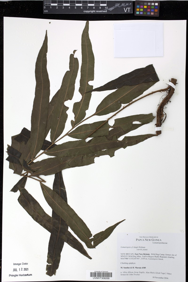 Lomariopsis kingii