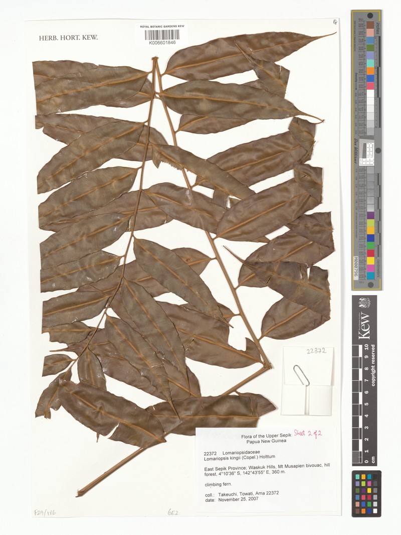 Lomariopsis kingii photo 3
