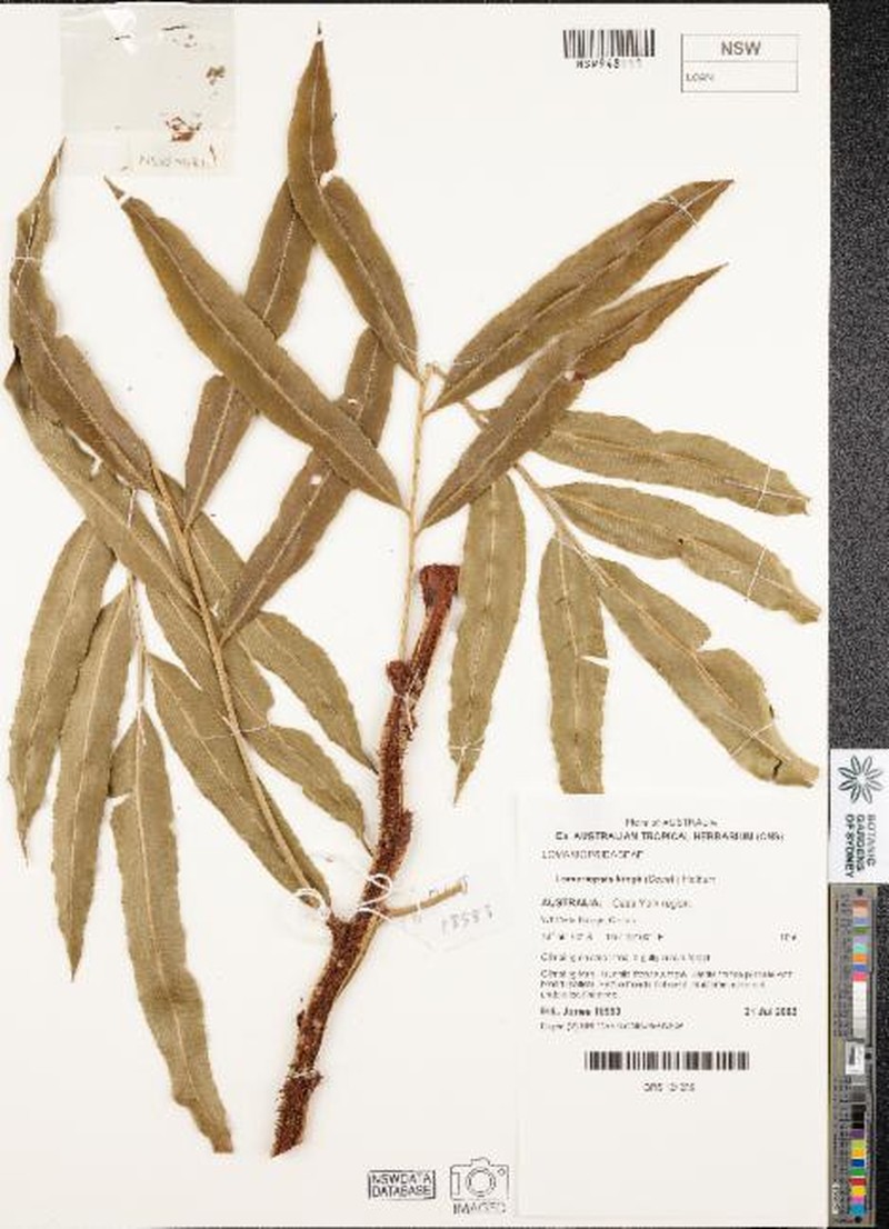 Lomariopsis kingii photo 4