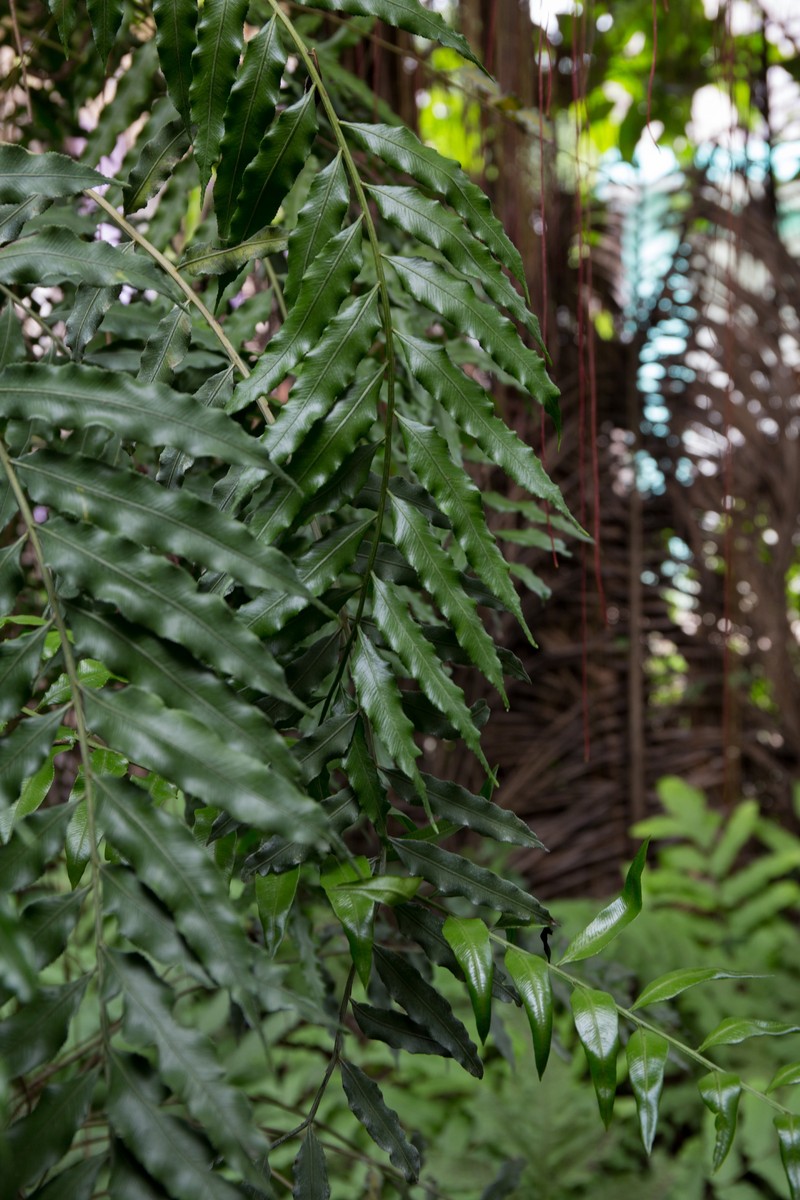 Hollyleaf Fringedfern photo 2