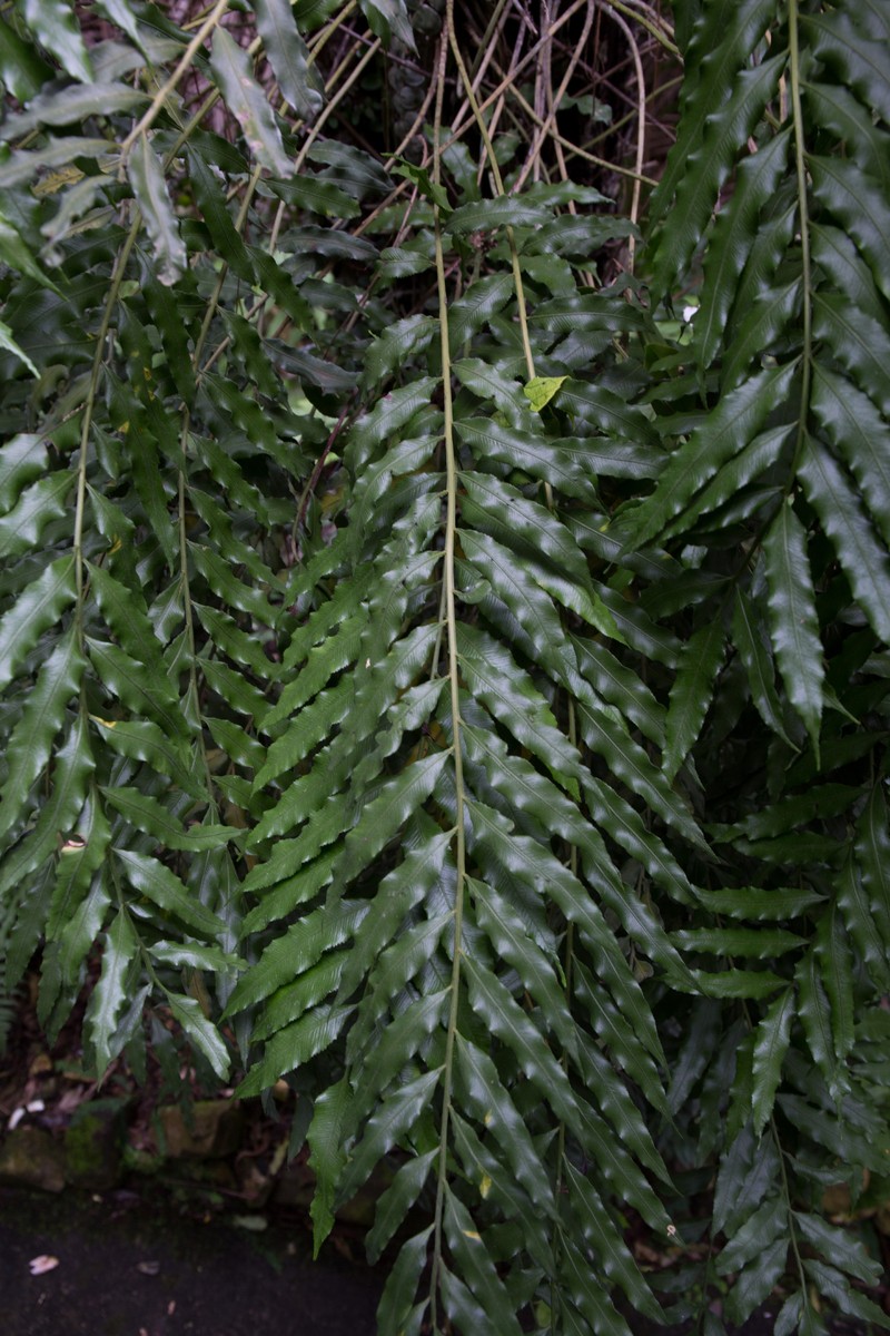 Hollyleaf Fringedfern