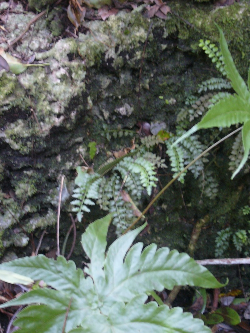 Hollyleaf Fringedfern