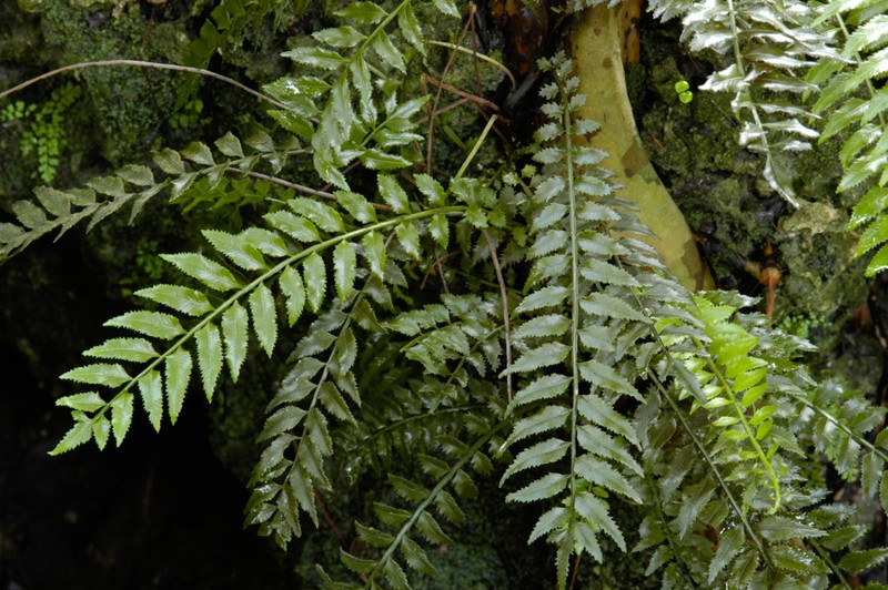 Hollyleaf Fringedfern photo 2
