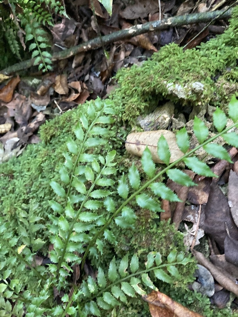 Hollyleaf Fringedfern photo 3