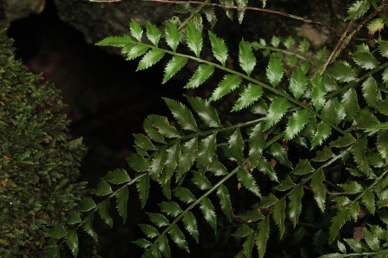 Hollyleaf Fringedfern photo 4