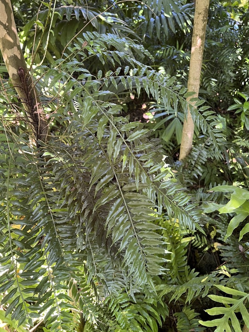 Hollyleaf Fringedfern photo 5