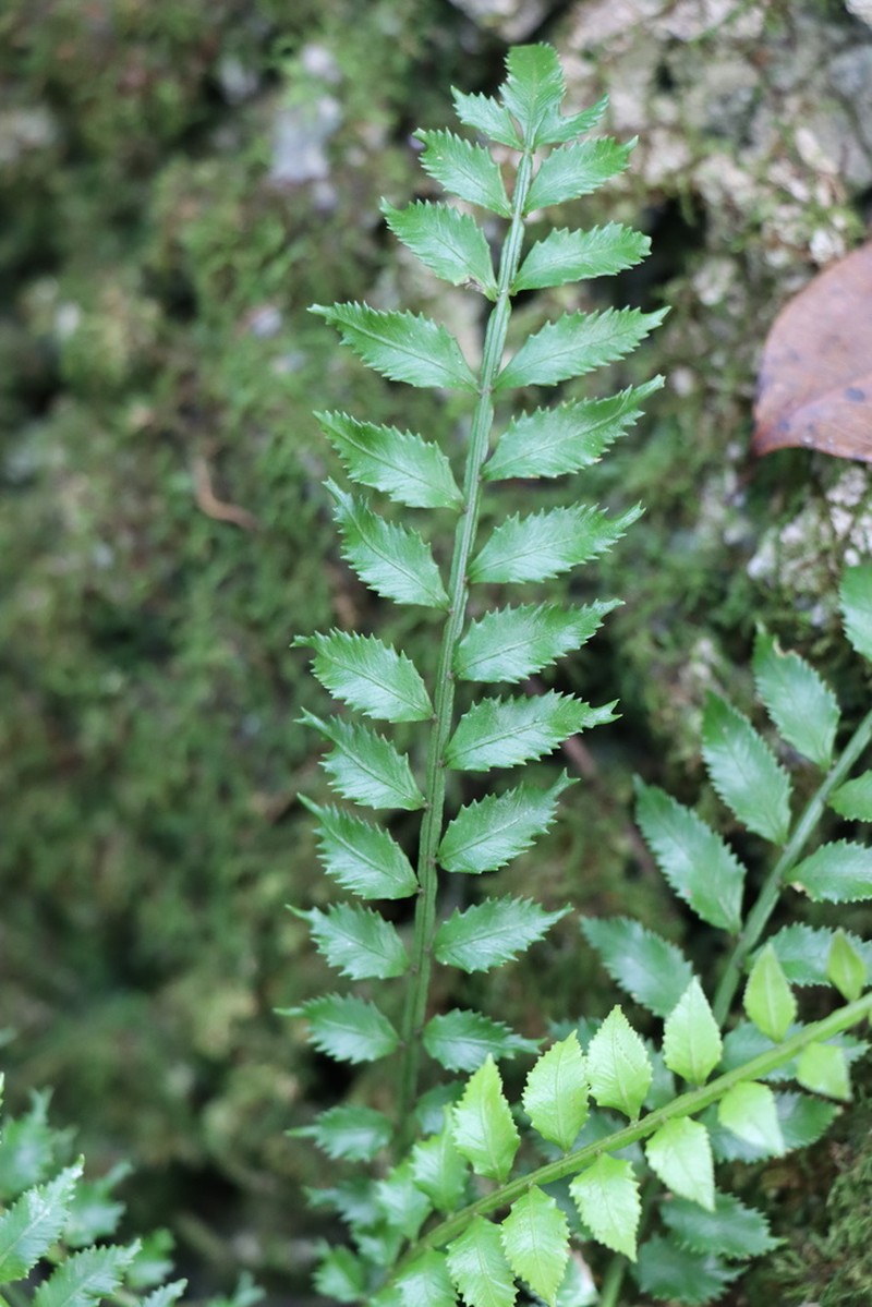 Hollyleaf Fringedfern photo 6