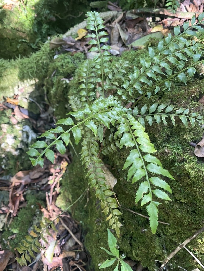 Hollyleaf Fringedfern photo 7