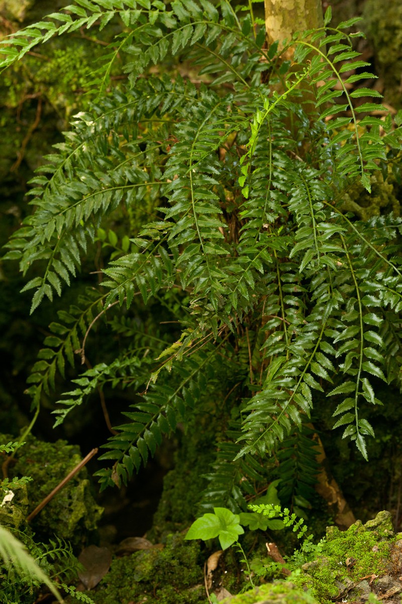 Hollyleaf Fringedfern photo 8