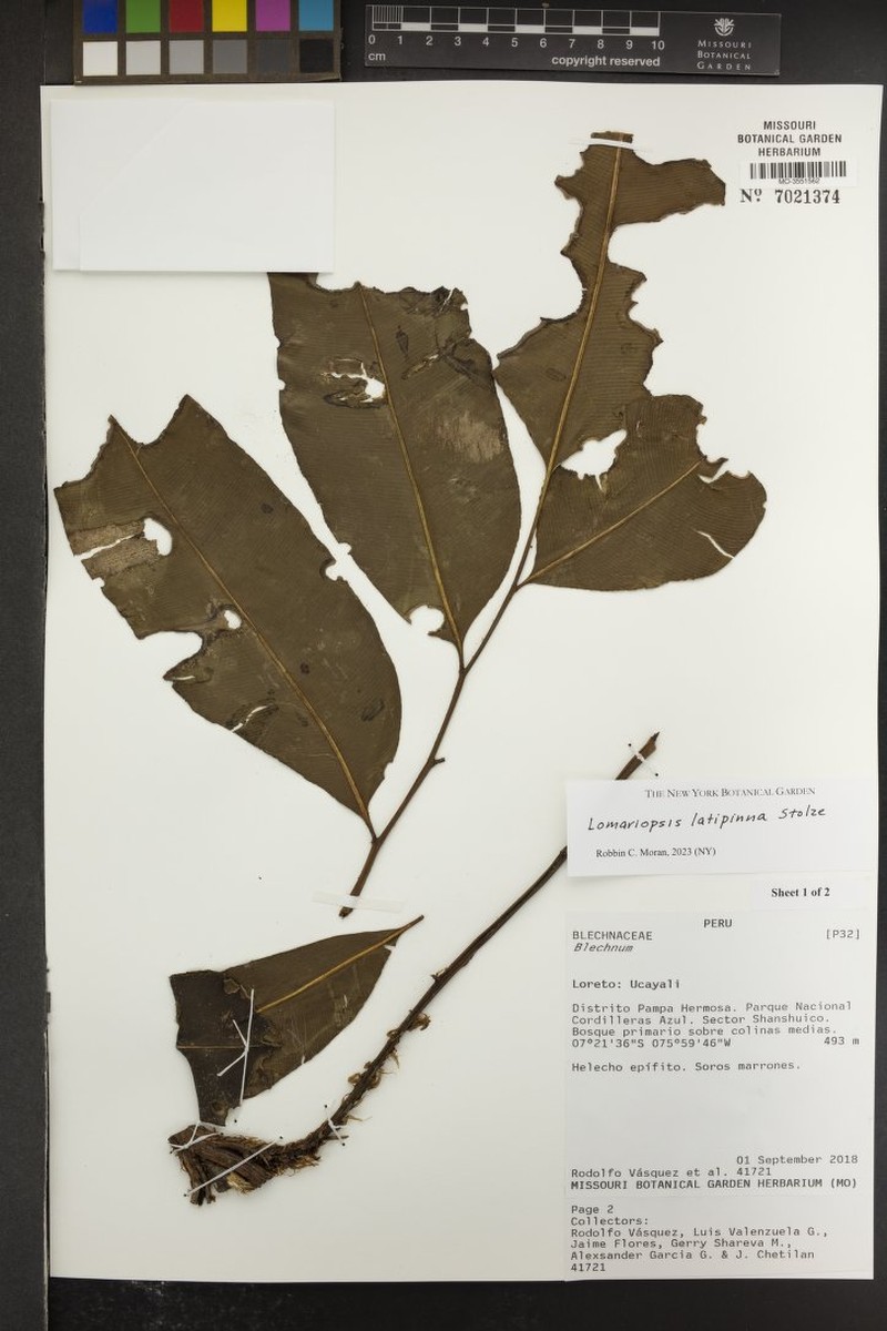 Lomariopsis latipinna photo 2