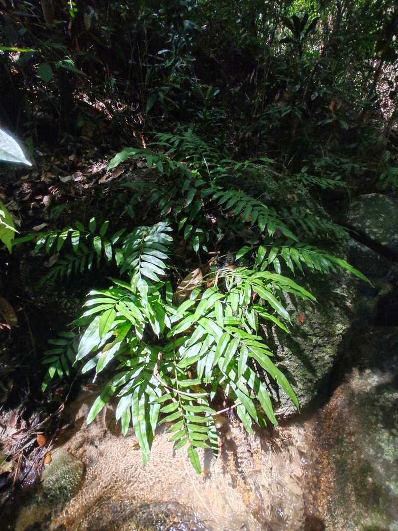 Lomariopsis lineata