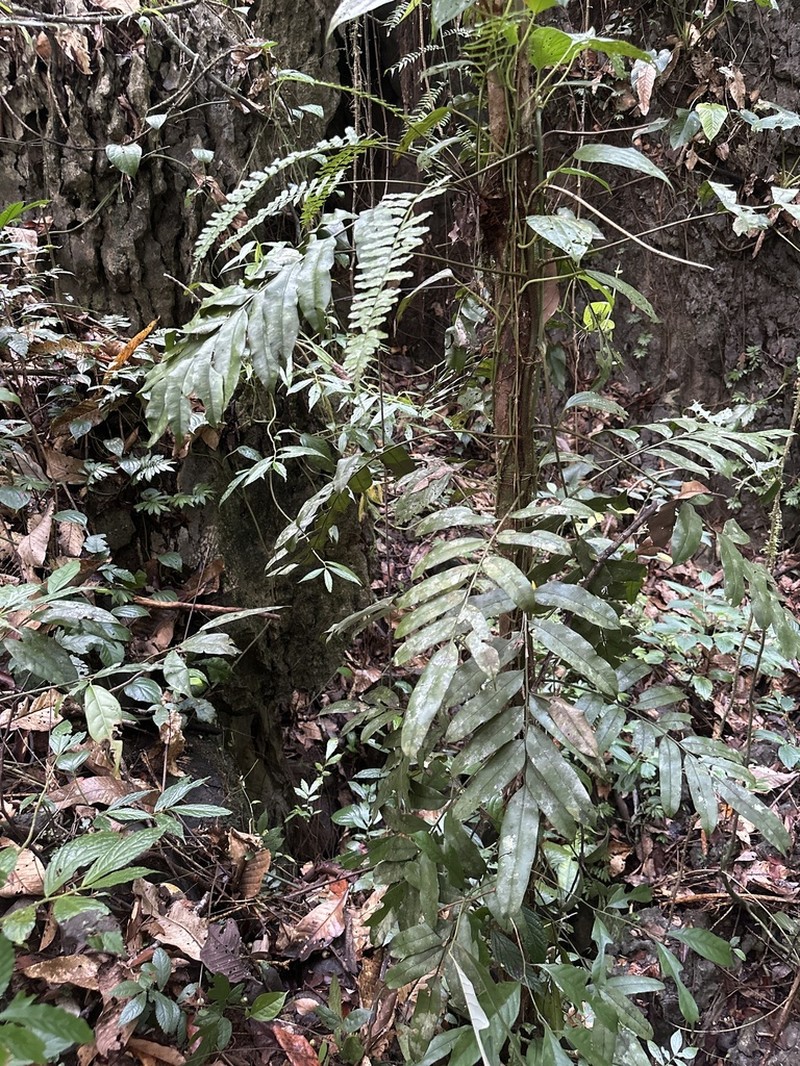 Lomariopsis lineata photo 2
