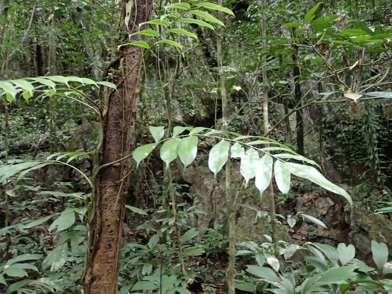 Lomariopsis lineata photo 3