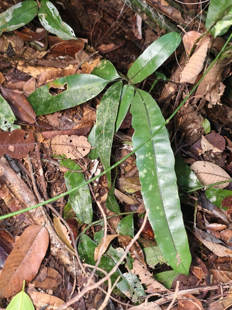 Lomariopsis lineata photo 4