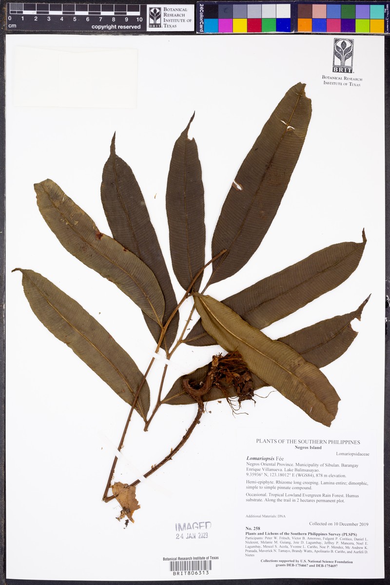 Lomariopsis lineata photo 6