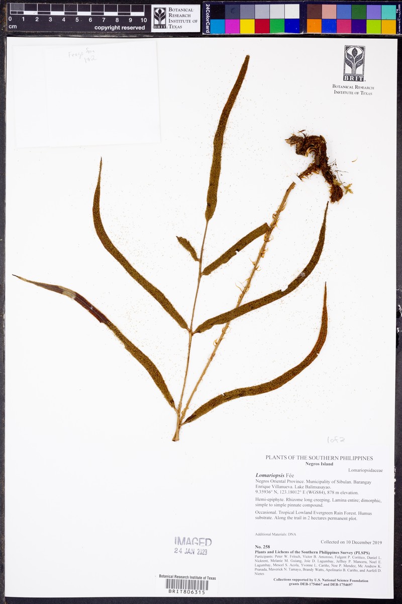 Lomariopsis lineata photo 7
