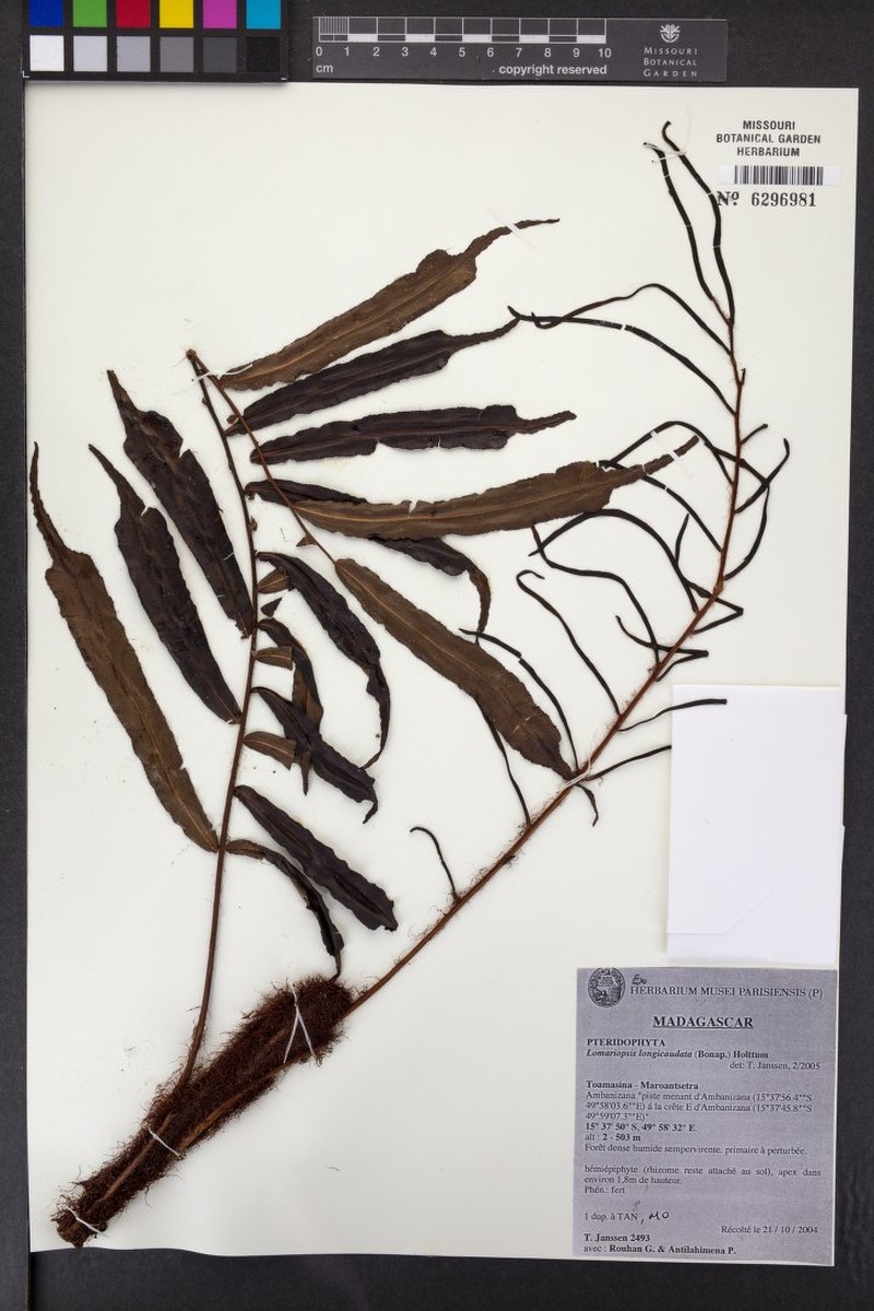 Lomariopsis longicaudata