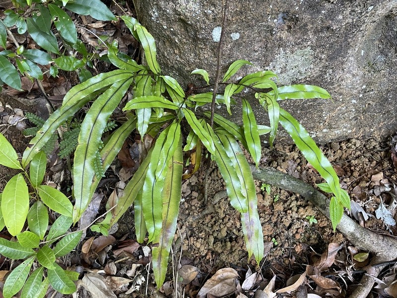 Lomariopsis madagascarica